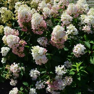 TICKLED PINK™ HYDRANGEA